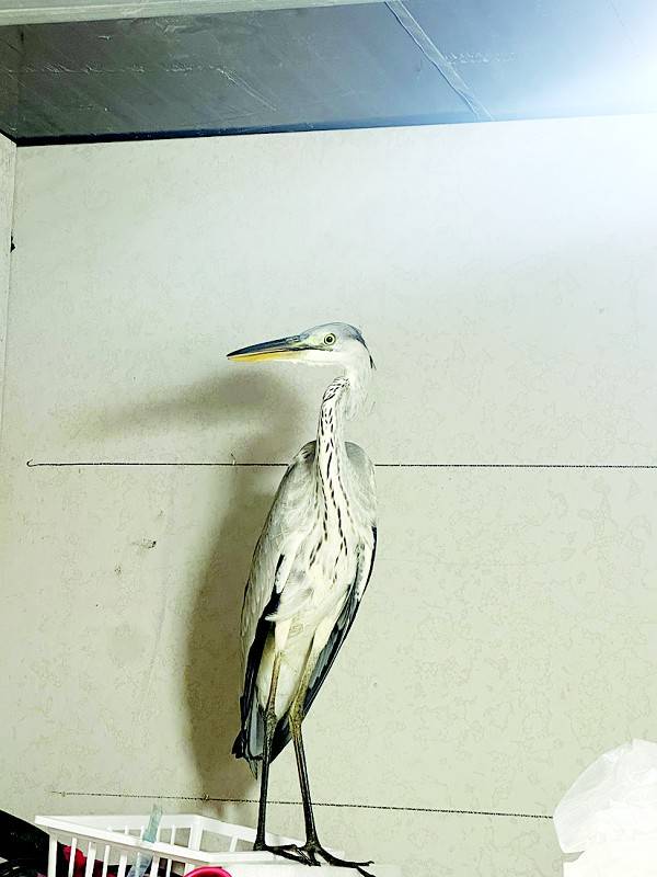像鹤不是鹤，足有半人高！獐子岛民宿溜进来一只“奇怪大鸟”